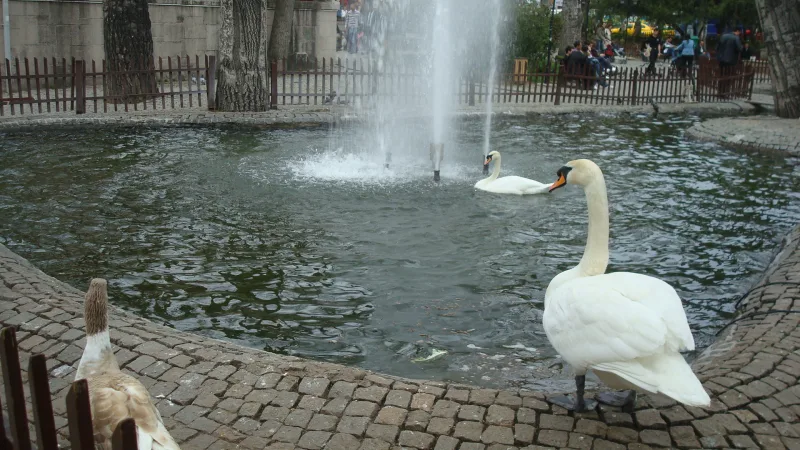 クギュル公園（Kuğulu Park）— アンカラ中心部の白鳥