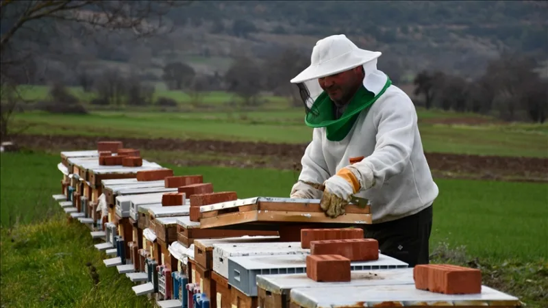 Patenschaft für 50 Bienenstöcke im Rahmen des Projekts 