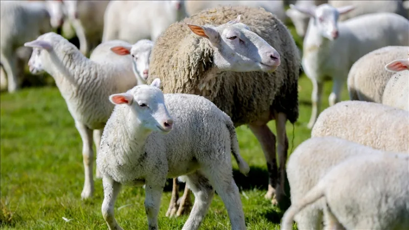 Rozpoczęto przyjmowanie wniosków w ramach projektu „Wsparcie dla hodowców drobnego inwentarza na obszarach wiejskich”