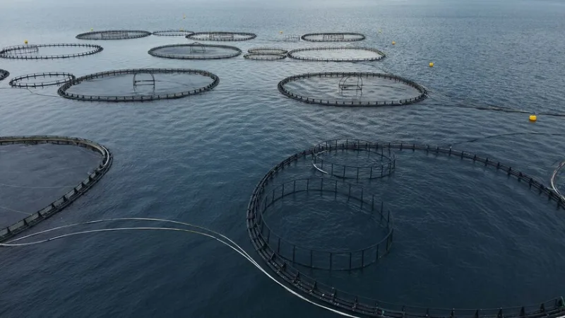 Muğla'dan yılın ilk çeyreğinde 198 milyon dolarlık balık ihracatı yapıldı