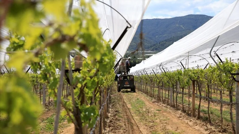 Pěstitelé z Manisy chrání své vinice pomocí „protikrápové sítě“